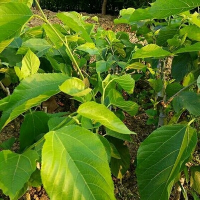 灵山县 长果桑苗，老甜了
