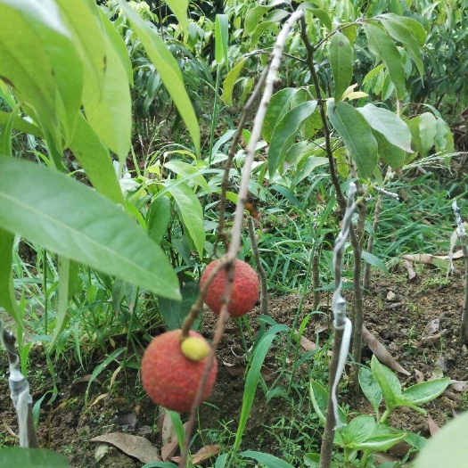 灵山县无核荔枝苗