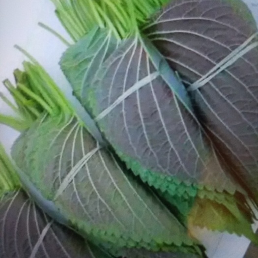 沈阳紫苏叶