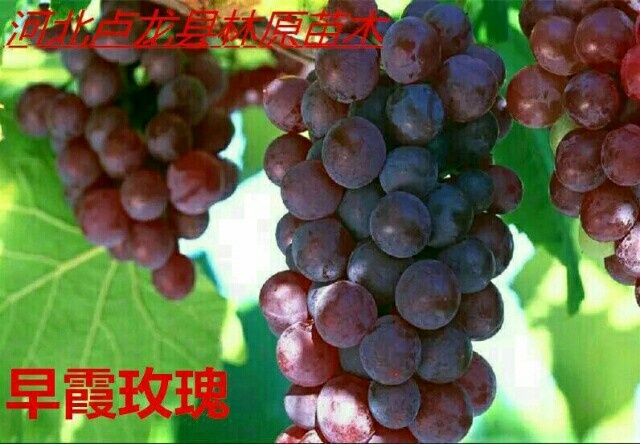 卢龙县早霞玫瑰葡萄苗