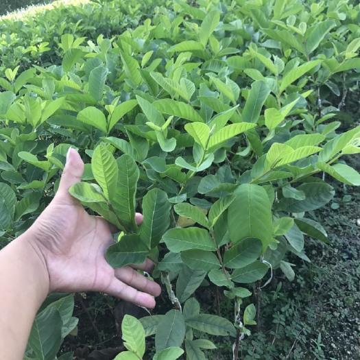 普宁市珍珠番石榴苗 