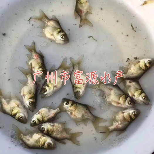 广州缩骨大头鱼苗