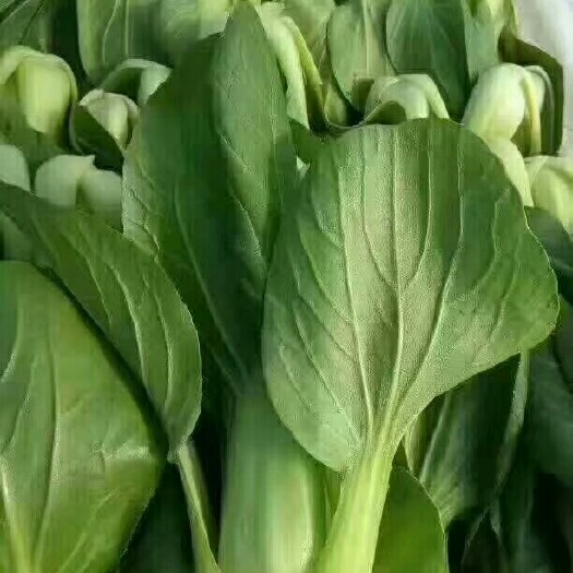 邯郸上海青 10~15公分 
