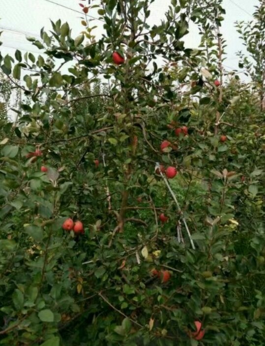 鲁丽苹果苗 