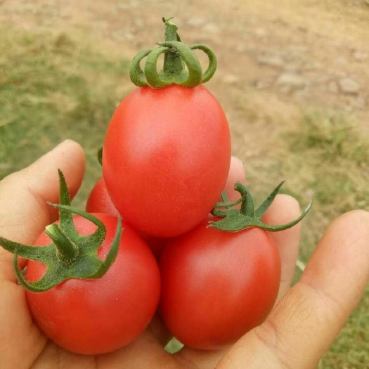 元谋县圣女果，又名小番茄。露天的，口感硬度好。