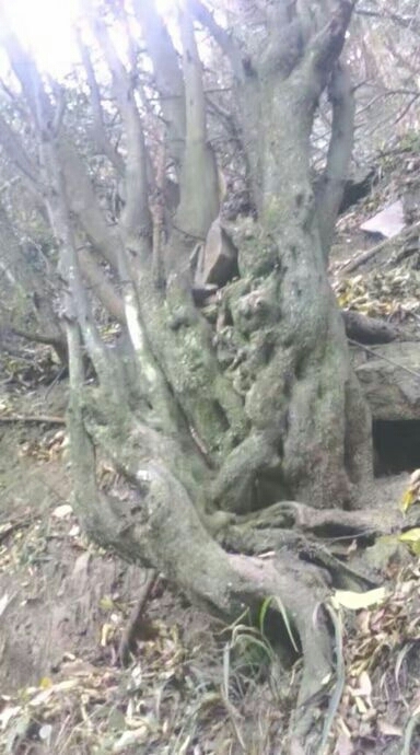 江口县金弹子 花草树木