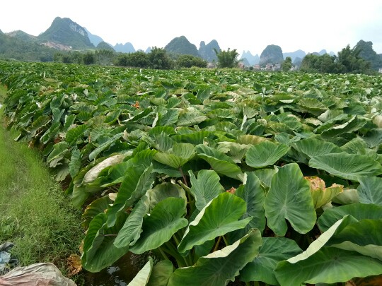 香芋  荔浦芋頭 產(chǎn)地直供 送禮佳品 一件包郵