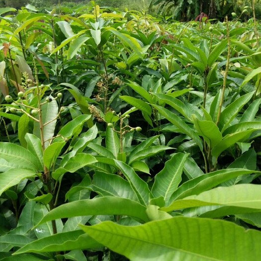 灵山县四季芒果苗 