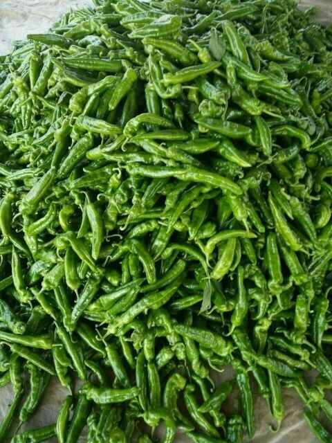 夏邑县牛角椒  夏邑薄皮大辣椒 大量上市中