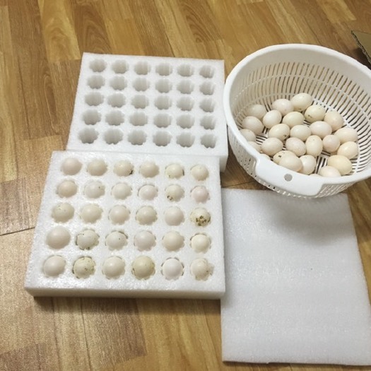 陆川县白鸽蛋 散装 食用
