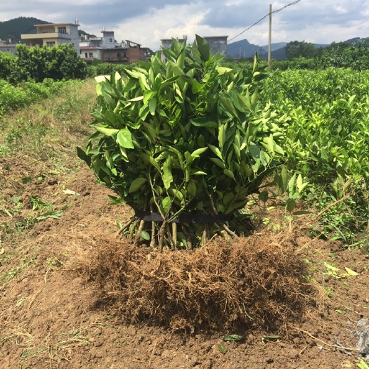荔浦市夏橙树苗 嫁接苗 0.5~1米 