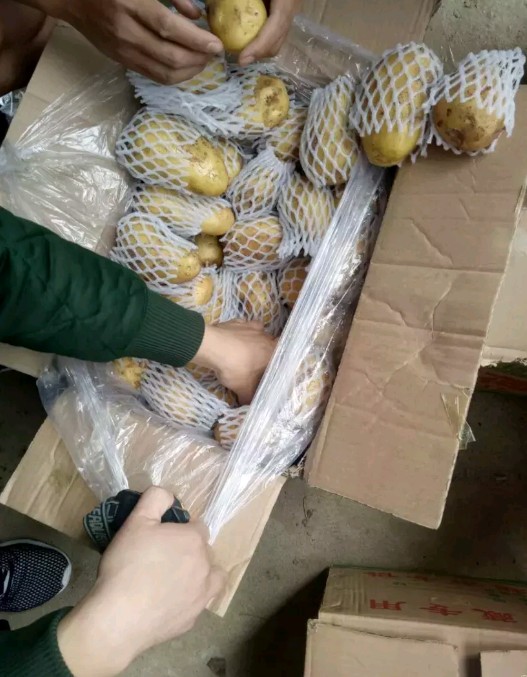 超荷兰15号土豆 3两以上