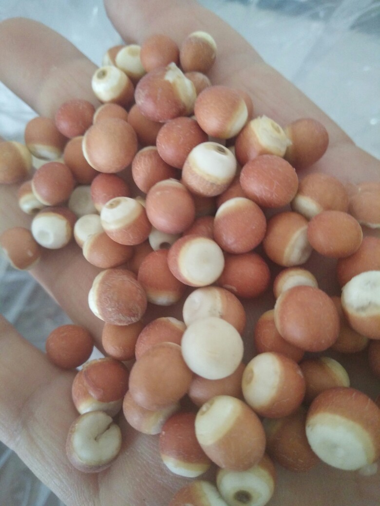 红芡实颗粒饱满均匀无硫，特大粒红