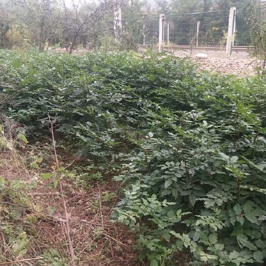 秦安县秦安大红袍花椒苗 秦安一号花椒苗