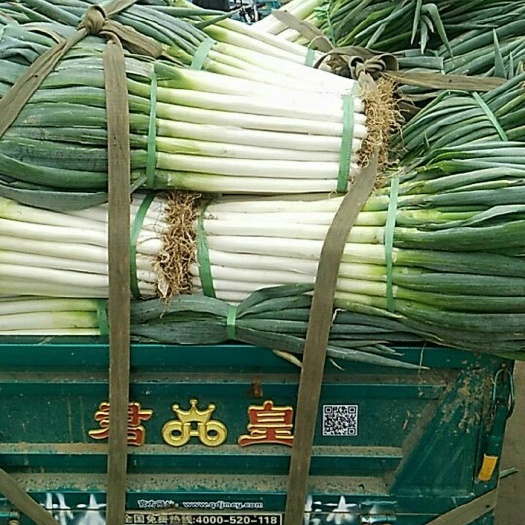 铁杆大葱  大葱质量以质量取得市场