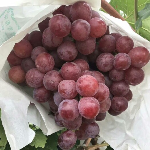 大荔县 优质红提葡萄批发红提葡萄价格