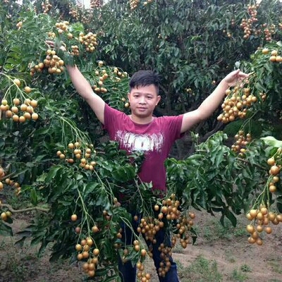 灵山县黑黄皮果苗