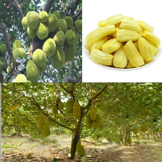 灵山县四季菠萝蜜苗