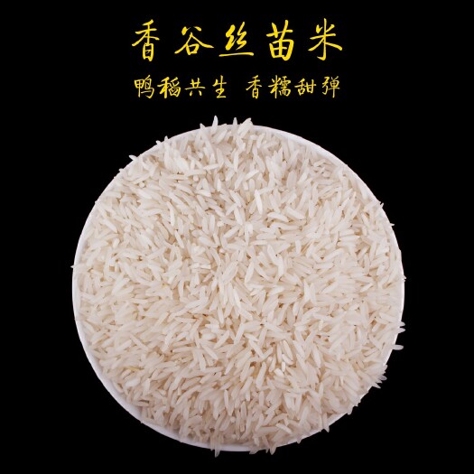 新兴县丝苗米 一等品 晚稻 籼米 