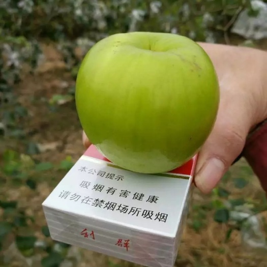 灵山县大青枣苗 