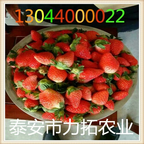 泰安全明星草莓苗 地栽苗 10~20公分