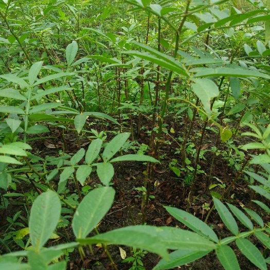 贞丰县九叶青花椒苗