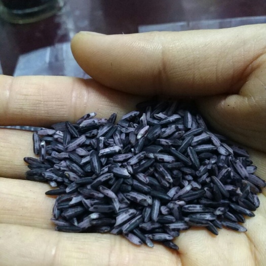 新米墨江紫米 云南特产紫米紫糯米