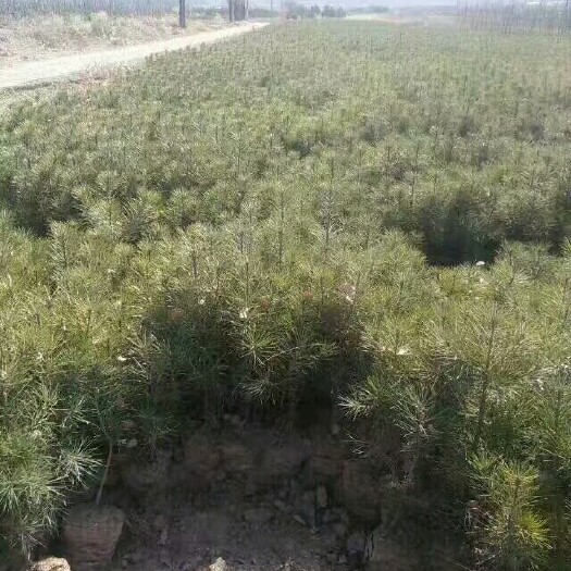 绛县山西白皮松