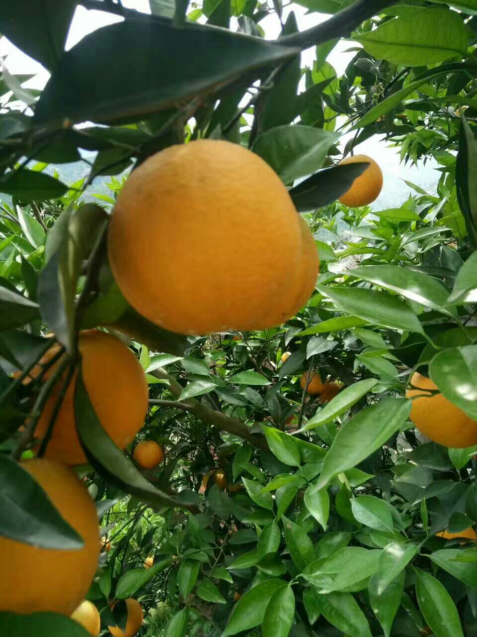 秭归脐橙 4-8两 80-85mm