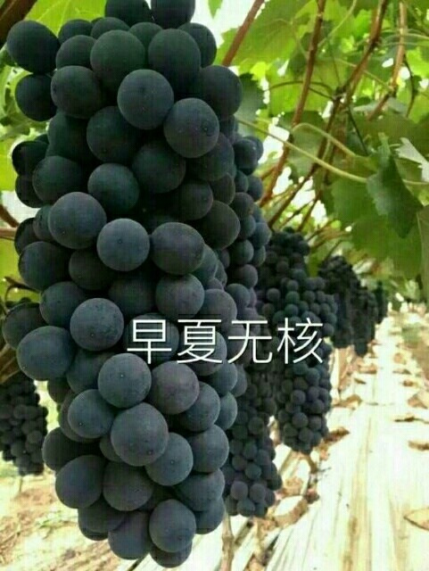 卢龙县早夏无核葡萄苗