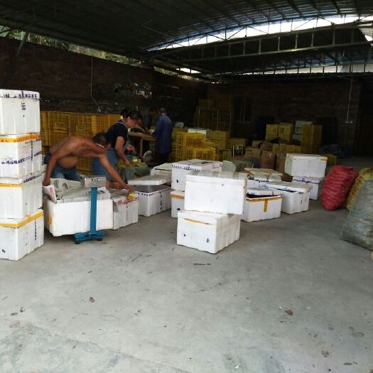 桂林紫香一号百香果  桂林高山果，1500亩合作社基地直供，为您的货源供应提供保障