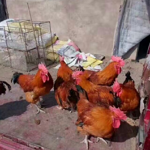 嘉祥县青脚麻鸡苗 