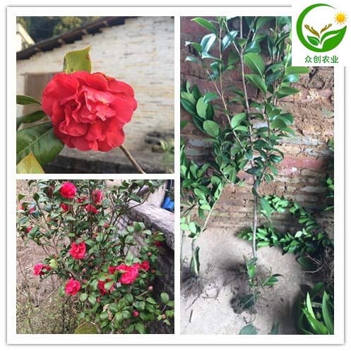 容县茶花树 30~50cm