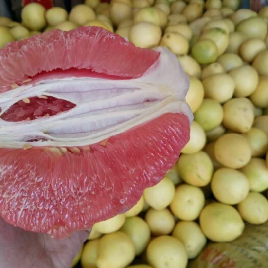 宜昌红心柚  柚子：平和三红柚、蜜柚基地直供，皮薄多汁