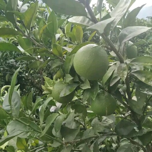 苍溪县雷波脐橙苗 嫁接苗 0.5~1米