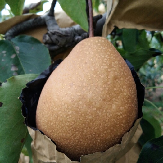 天水 现货，雪梨量大从优1.0元每斤