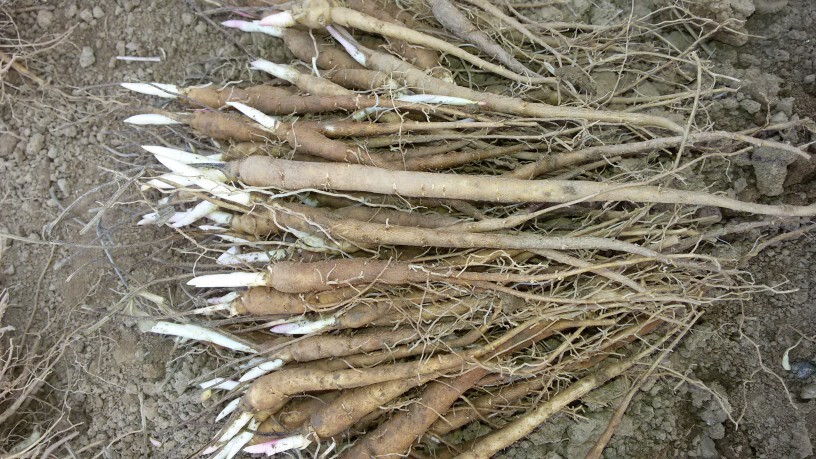 绛县白芍  苗，芍药苗1年苗，点5公分以上的，5分，农户直销