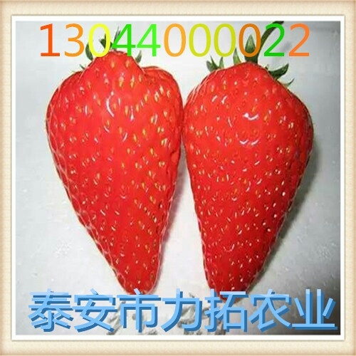 泰安99号草莓苗 地栽苗 10~20公分