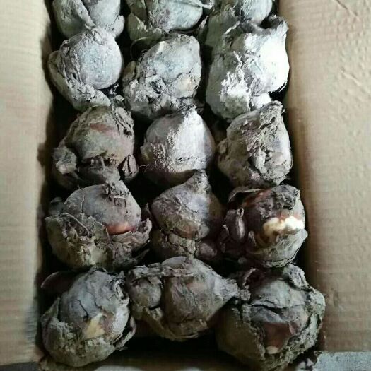 漳州漳州水仙