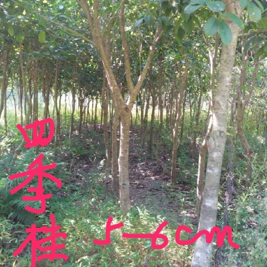 连城县四季桂 