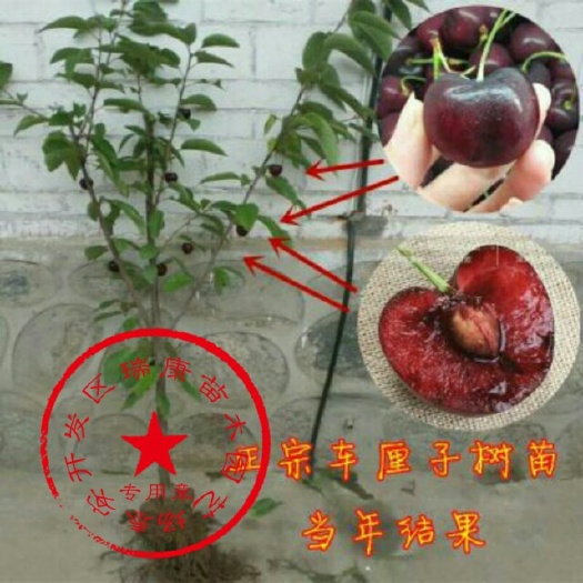 泰安矮化樱桃苗 
