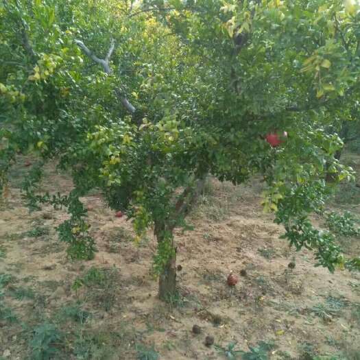 绛县石榴树苗  石榴树价格，5公分石榴树价格，8公分石榴树价格