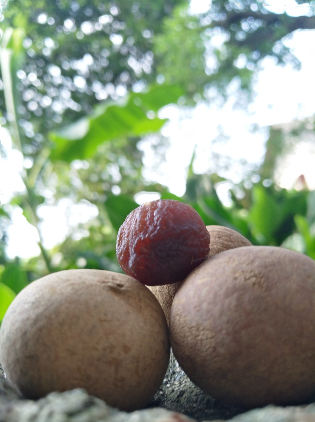 广西桂圆干 带壳 一等 箱装