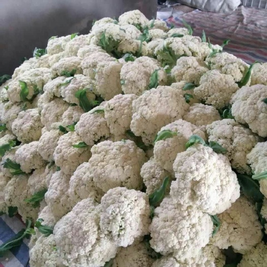 沛县白面青梗松花菜  诚信代收各种精品蔬菜