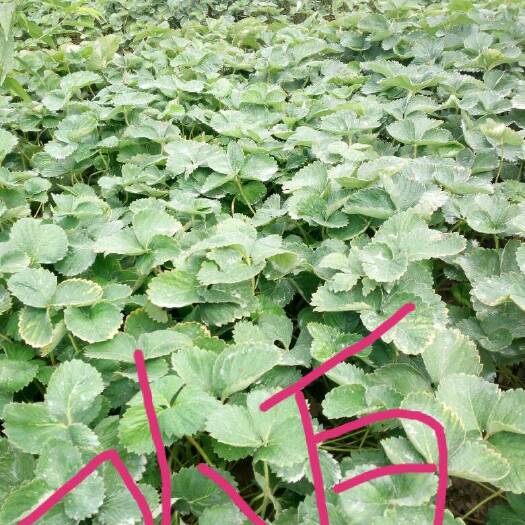 泰安小白草莓苗 地栽苗 10~20公分