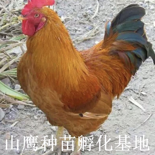 南宁灵山土鸡苗 优质 -包打疫苗