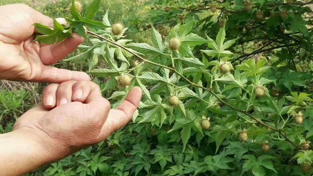 覆盆子种苗  新品掌叶覆盆子红树莓种苗悬钩子苗木基地