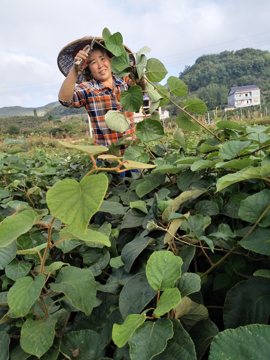 水杨桃砧木  翠香猕猴桃苗，水杨桃粘木嫁接苗