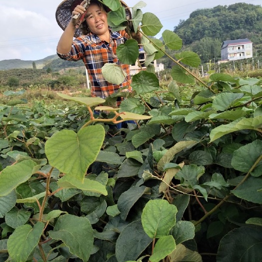 水杨桃砧木  翠香猕猴桃苗，水杨桃粘木嫁接苗