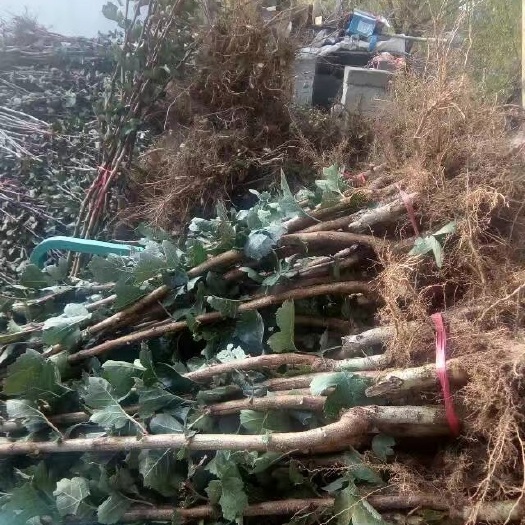 泰安大果山楂苗